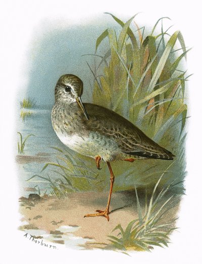 Redshank by English School